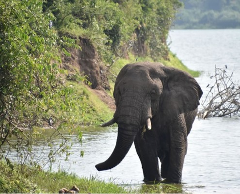 Elephant in the lake