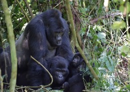 Family of gorillas in the Impenetrable Forest