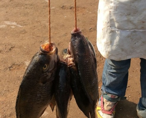 Fish caught in Ggaba