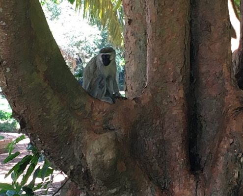 A monkey in the Botanical garden