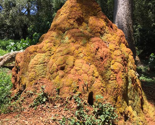 A huge termite mound in the botanical garden