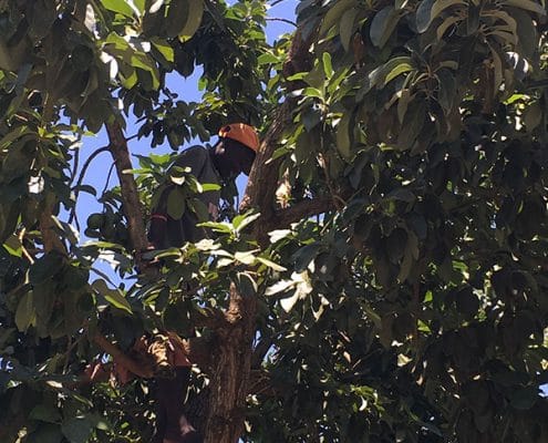 Emma picking avocados from a tree