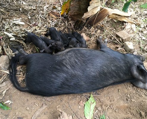 A family of piglets