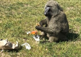 The baboon stealing our breakfast