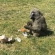 The baboon stealing our breakfast