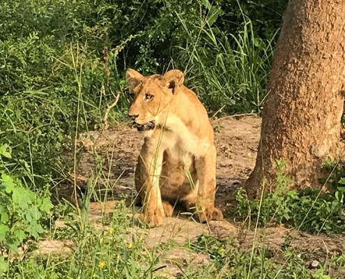 A lion cub