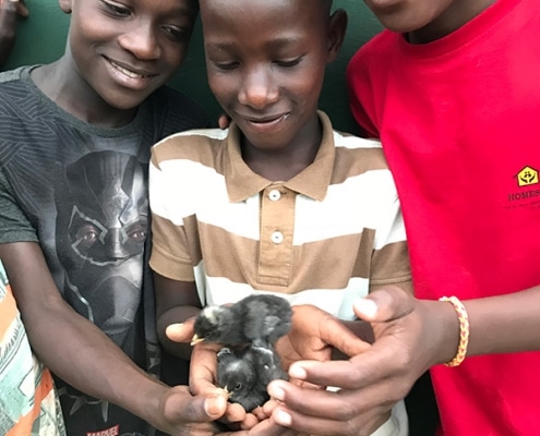 Street boys with our new chicks