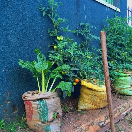 Growing spinach and tomatoes