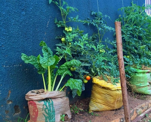 Growing spinach and tomatoes