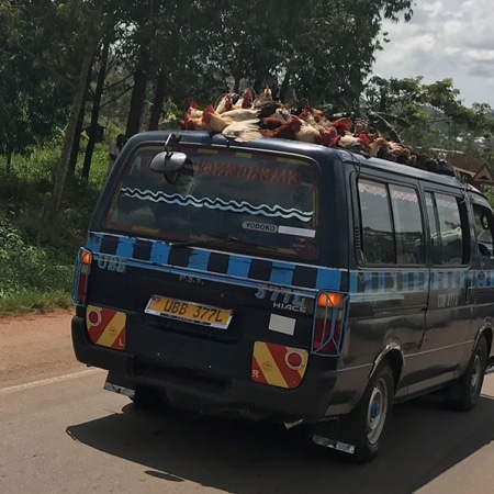 How chickens travel in Uganda