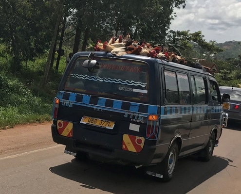 How chickens travel in Uganda