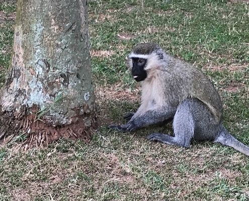 A monkey in Jane's garden