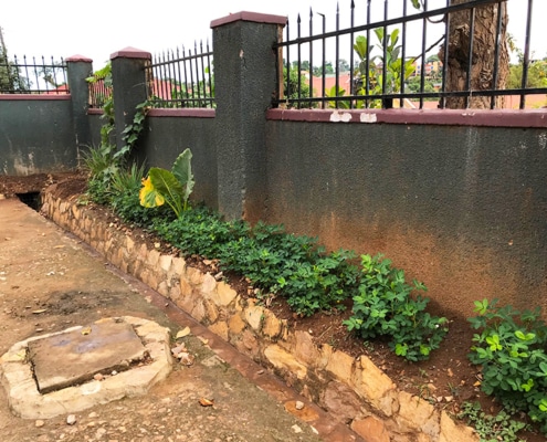 Street children growing vegetables