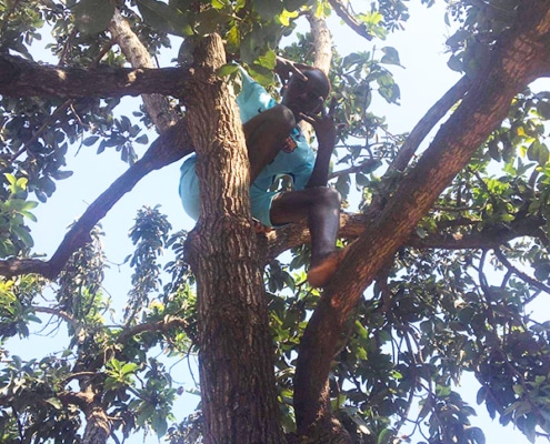 A former street child in an Avocado tree