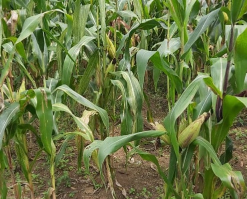 Growing maize in Uganda