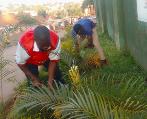 Planting ferns in Uganda