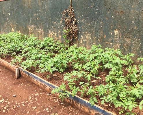 Growing tomato plants in Uganda