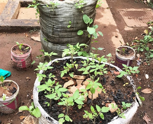Planting vegetable in sacks in Uganda