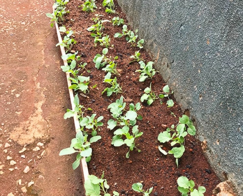 Growing Sukuma-wiki African greens