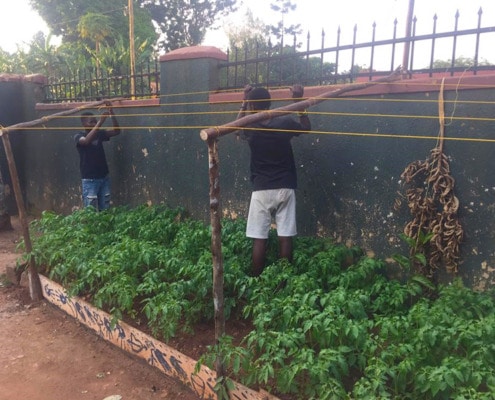 Growing tomato plants in Uganda