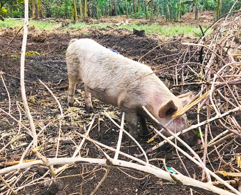 A pig in Uganda