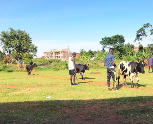Cows sometimes stop football in Uganda