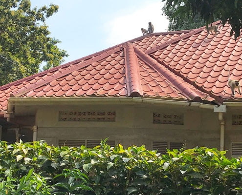 Monkeys on the roofs in Uganda