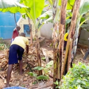 Preparing the ground to grow vegetables in Uganda