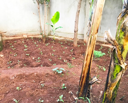Growing vegetables in Uganda