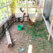 The new chicken house in Uganda