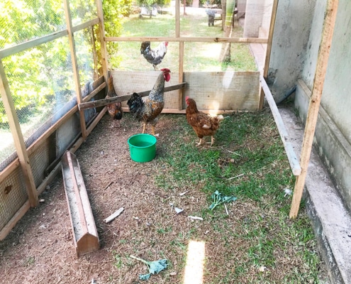 The new chicken house in Uganda