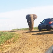 Elephant at Pilanesberg Game Reserve