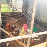 Chickens at George's Place safe and well