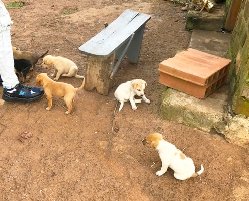 New puppies at George's Place