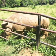 A rhino at Entebbe zoo
