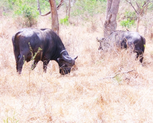 Two buffalo in Uganda's National Park