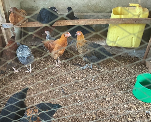 Chickens safe at Homes of Promise