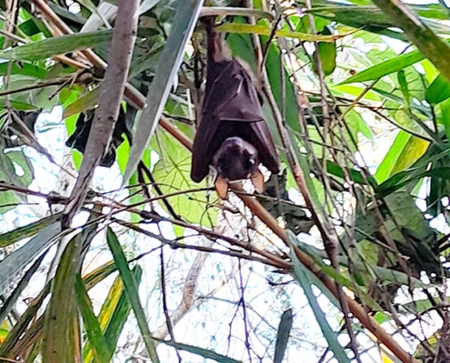 Fruit bat in a tree in Uganda's National Park