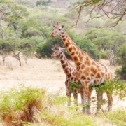 Two giraffe in Uganda's National Park
