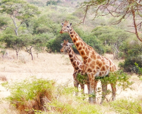 Two giraffe in Uganda's National Park
