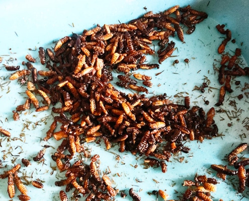 Delicious white fried ants in Uganda