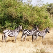 Zebras in Uganda's National Park