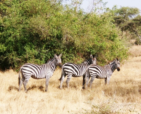 Zebras in Uganda's National Park