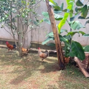 Chickens in the garden at George's Place