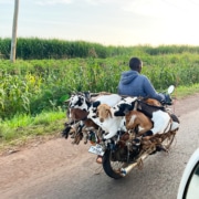 Boda boda in Uganda carrying goats