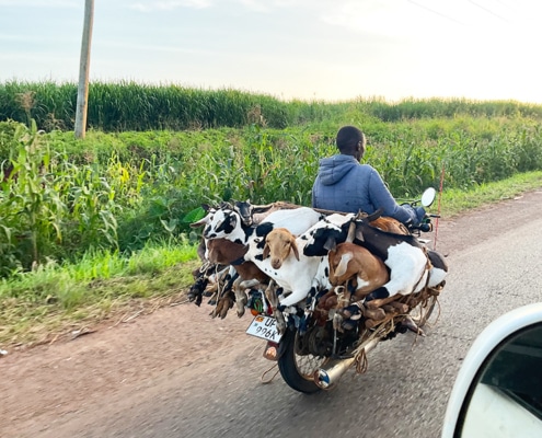 Boda boda in Uganda carrying goats