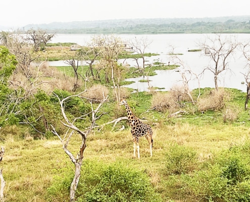 A giraffe on the shores of the Nile
