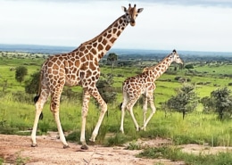 Giraffes up Murchison Falls