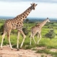 Giraffes up Murchison Falls